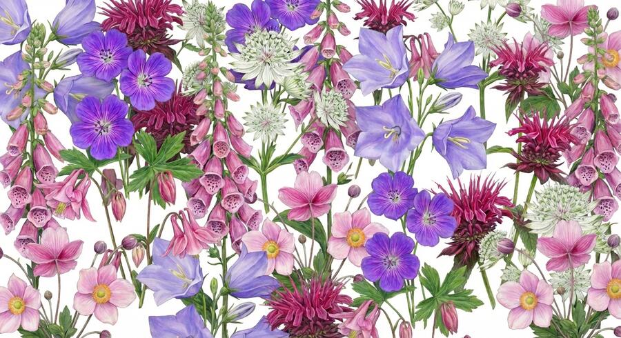 Trvalkový záhon do polostínu Anglický venkov - Anglický venkov