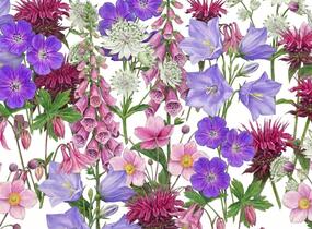 Trvalkový záhon do polostínu Anglický venkov - Anglický venkov