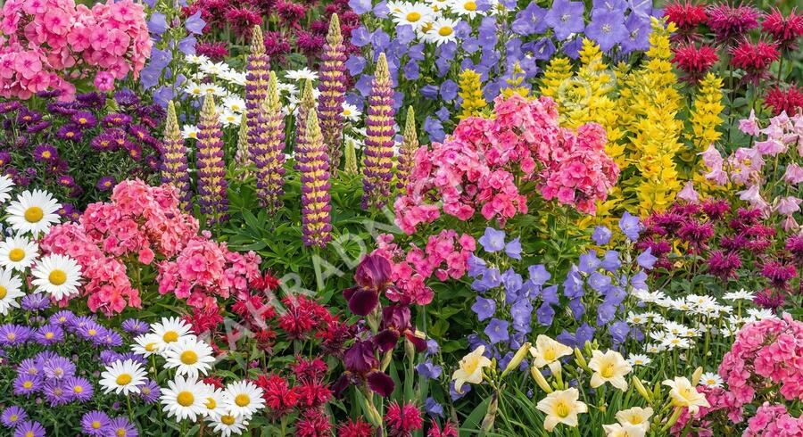 Trvalkový záhon Babičkovská zahrada - Babičkovská zahrada