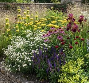 Trvalkový záhon na slunce Barvy léta - Barvy léta