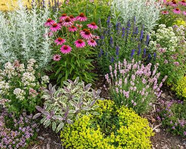 Bylinkový záhon Bylinková zahrádka