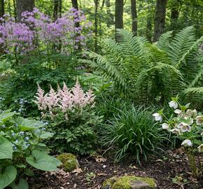 Trvalkový záhon do stínu Jemnost ve stínu