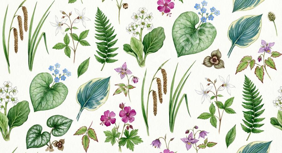 Trvalkový záhon do stínu Lesní pohádka - Lesní pohádka