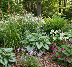 Trvalkový záhon do stínu Lesní pohádka