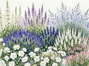 Trvalkový záhon na slunce Léto v Provence - Léto v Provence