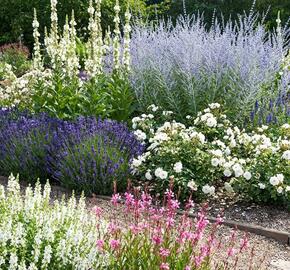 Trvalkový záhon na slunce Léto v Provence