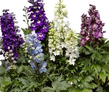 Ostrožka mix - Delphinium mix