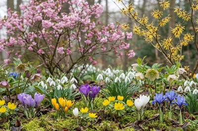Tipy na první jarní květy