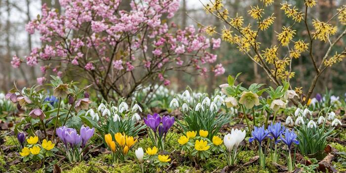 Tipy na první jarní květy