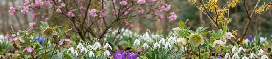 Tipy na první jarní květy