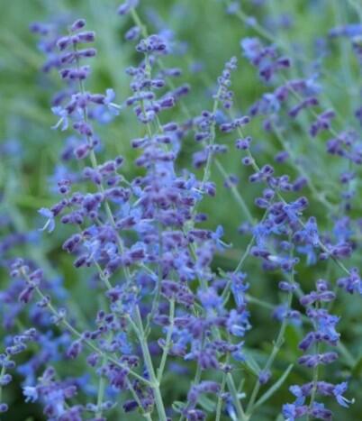 Perovskie lebedolistá 'Zasha' - Perovskia atriplicifolia 'Zasha'