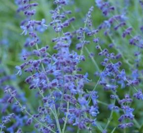 Perovskie lebedolistá 'Zasha'