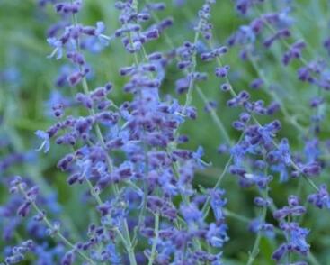 Perovskie lebedolistá 'Zasha 2026'