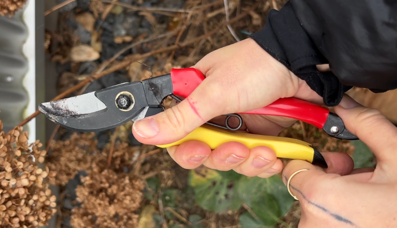 kdy po zimě stříhat trvalky