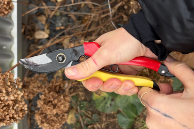 kdy po zimě stříhat trvalky