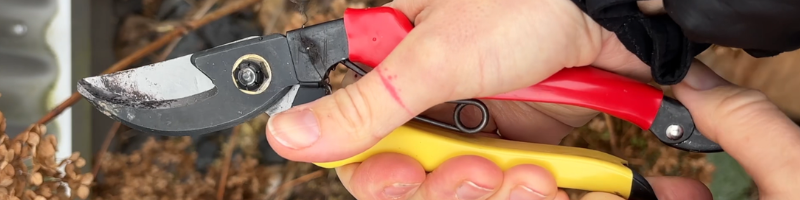 kdy po zimě stříhat trvalky