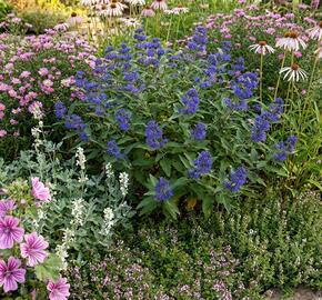 Trvalkový záhon na slunce Pastva pro včely