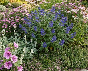 Trvalkový záhon na slunce Pastva pro včely