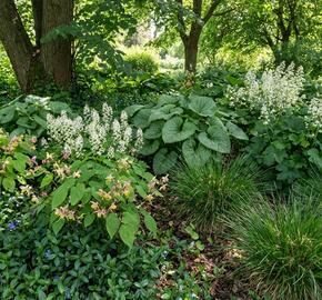 Trvalkový záhon do polostínu Podrost stromů