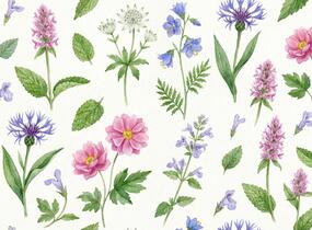 Trvalkový záhon do polostínu Polostinná zahrada - Polostinná zahrada