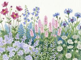 Trvalkový záhon do polostínu Polostinná zahrada - Polostinná zahrada