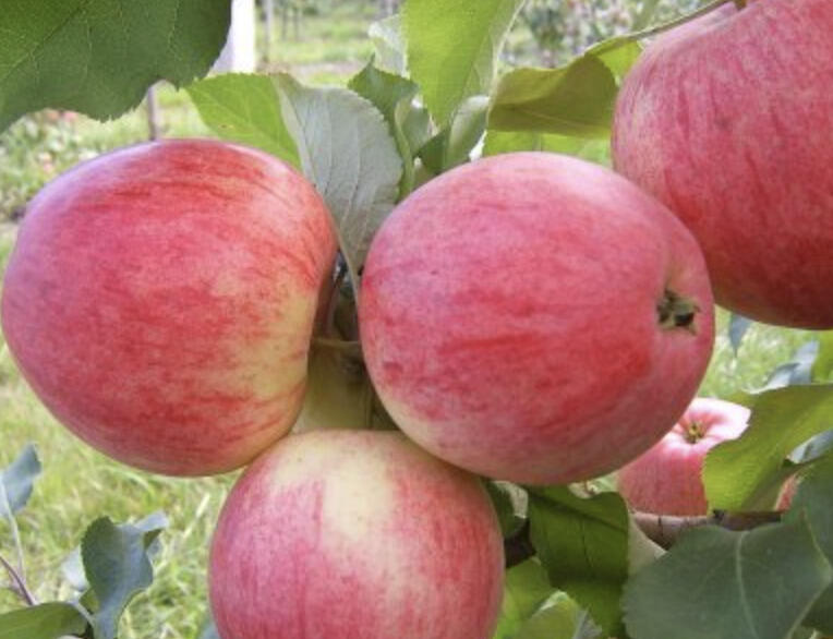 Jabloň zimní 'Braeburn' - Malus domestica 'Braeburn'