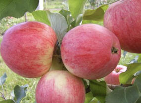 Jabloň zimní 'Braeburn' - Malus domestica 'Braeburn'