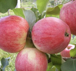 Jabloň zimní 'Braeburn'