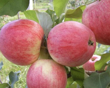 Jabloň zimní 'Braeburn'