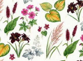 Trvalkový záhon do polostínu Rubínový závoj - Rubínový závoj