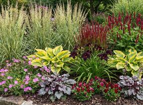 Trvalkový záhon do polostínu Rubínový závoj - Rubínový závoj