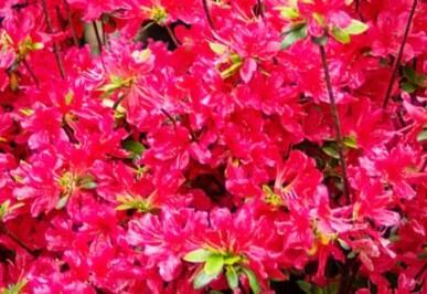 Azalka japonská 'Bloom Champion Red' - Azalea japonica 'Bloom Champion Red'