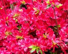 Azalka japonská 'Bloom Champion Red'