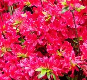 Azalka japonská 'Bloom Champion Rood' - Azalea japonica 'Bloom Champion Rood'