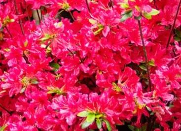 Azalka japonská 'Bloom Champion Red'