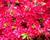 Azalka japonská 'Bloom Champion Red'