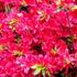 Azalea japonica 'Bloom Champion Rood'.jpg