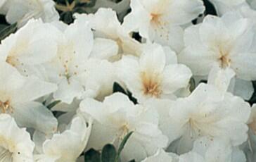 Azalka japonská 'Pleasant White' - Azalea japonica 'Pleasant White'