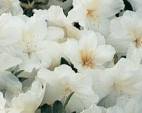 Azalka japonská 'Pleasant White' - Azalea japonica 'Pleasant White'