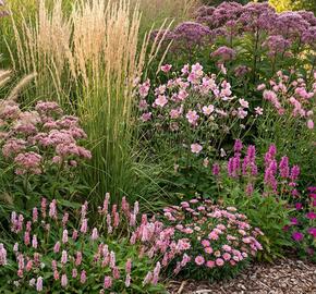 Trvalkový záhon do polostínu Růžový balet