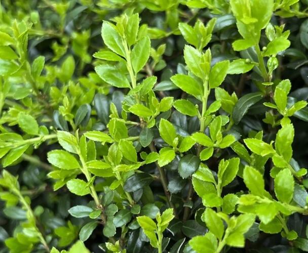 Cesmína vroubkovaná 'Stokes' - Ilex crenata 'Stokes'