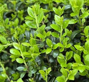 Cesmína vroubkovaná 'Stokes'