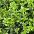 Ilex crenata 'Stokes'.jpg