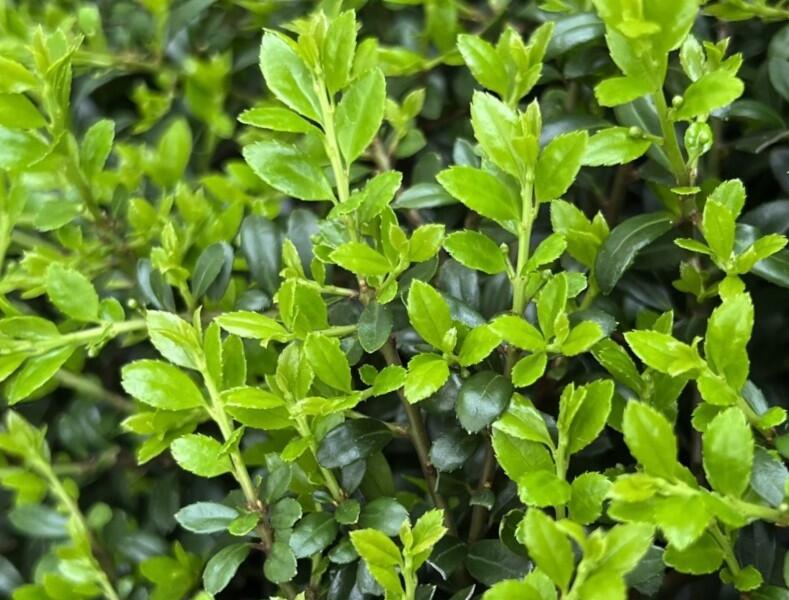 Cesmína vroubkovaná 'Stokes' - Ilex crenata 'Stokes'