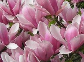 Šácholan liliokvětý 'Heaven Scent' - Magnolia liliiflora 'Heaven Scent'