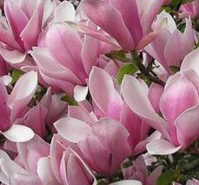 Šácholan liliokvětý 'Heaven Scent' - Magnolia liliiflora 'Heaven Scent'