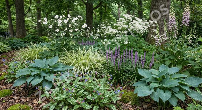 Trvalkový záhon do stínu Stinné místo - Stinné místo