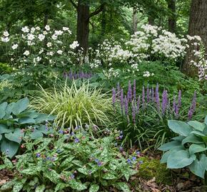 Trvalkový záhon do stínu Stinné místo