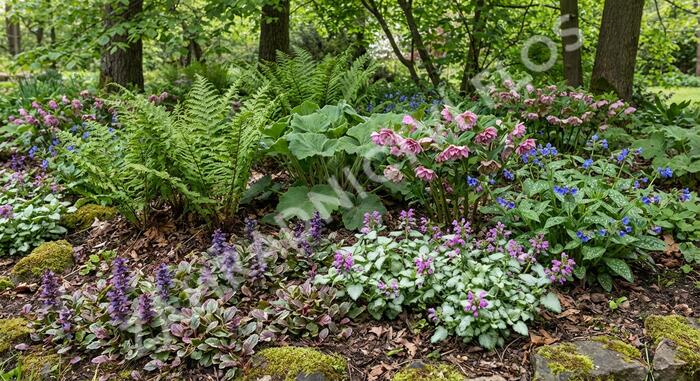 Trvalkový záhon do stínu Stinný klid - Stinný klid