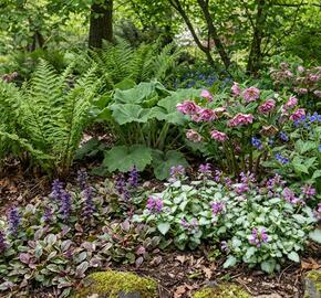 Trvalkový záhon do stínu Stinný klid